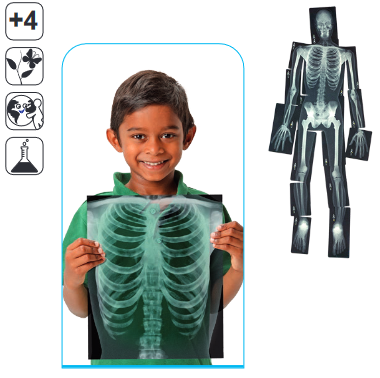 Radiografías del Cuerpo Humano      R5911