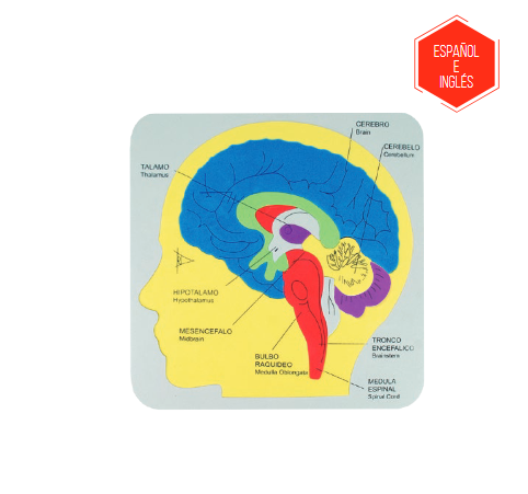 Puzzle del Cerebro Humano   D303026